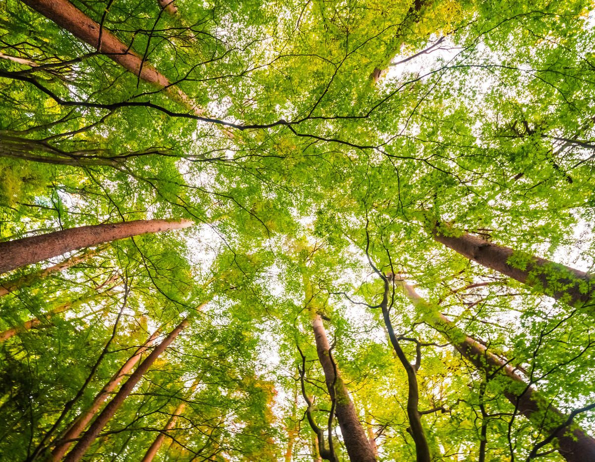 Forest view