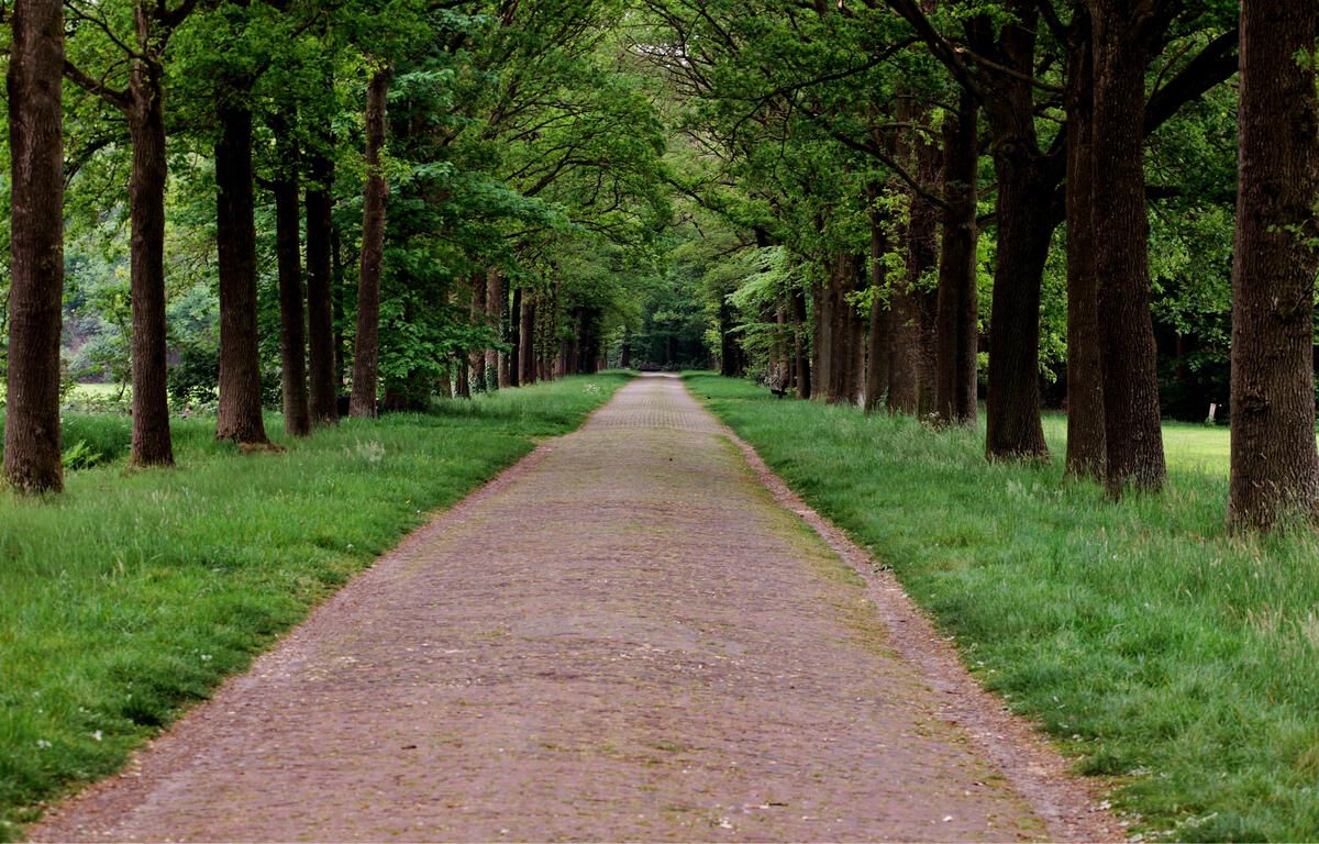 Path through trees