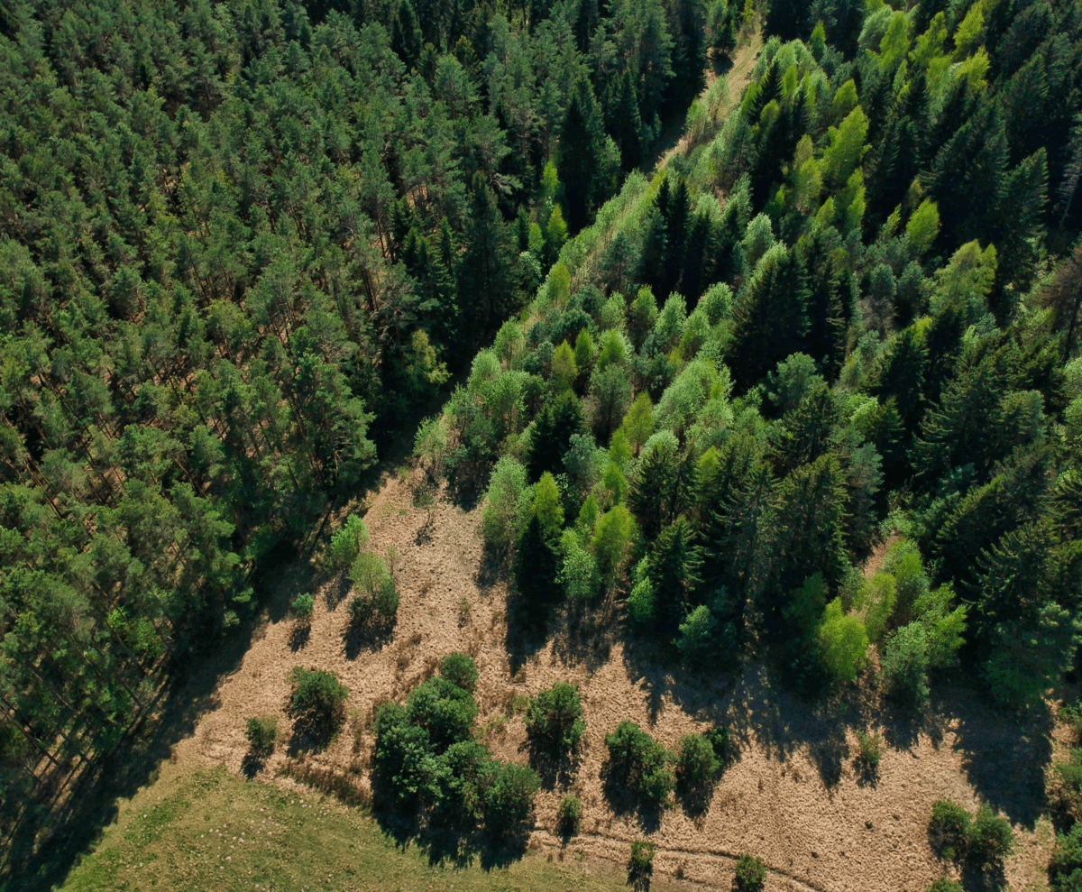 Aerial trees