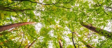 Forest view