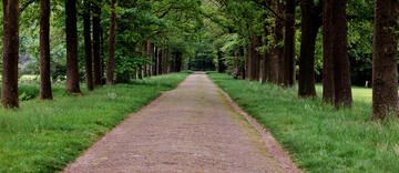 Path through trees