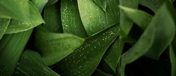 Close up of green leaves