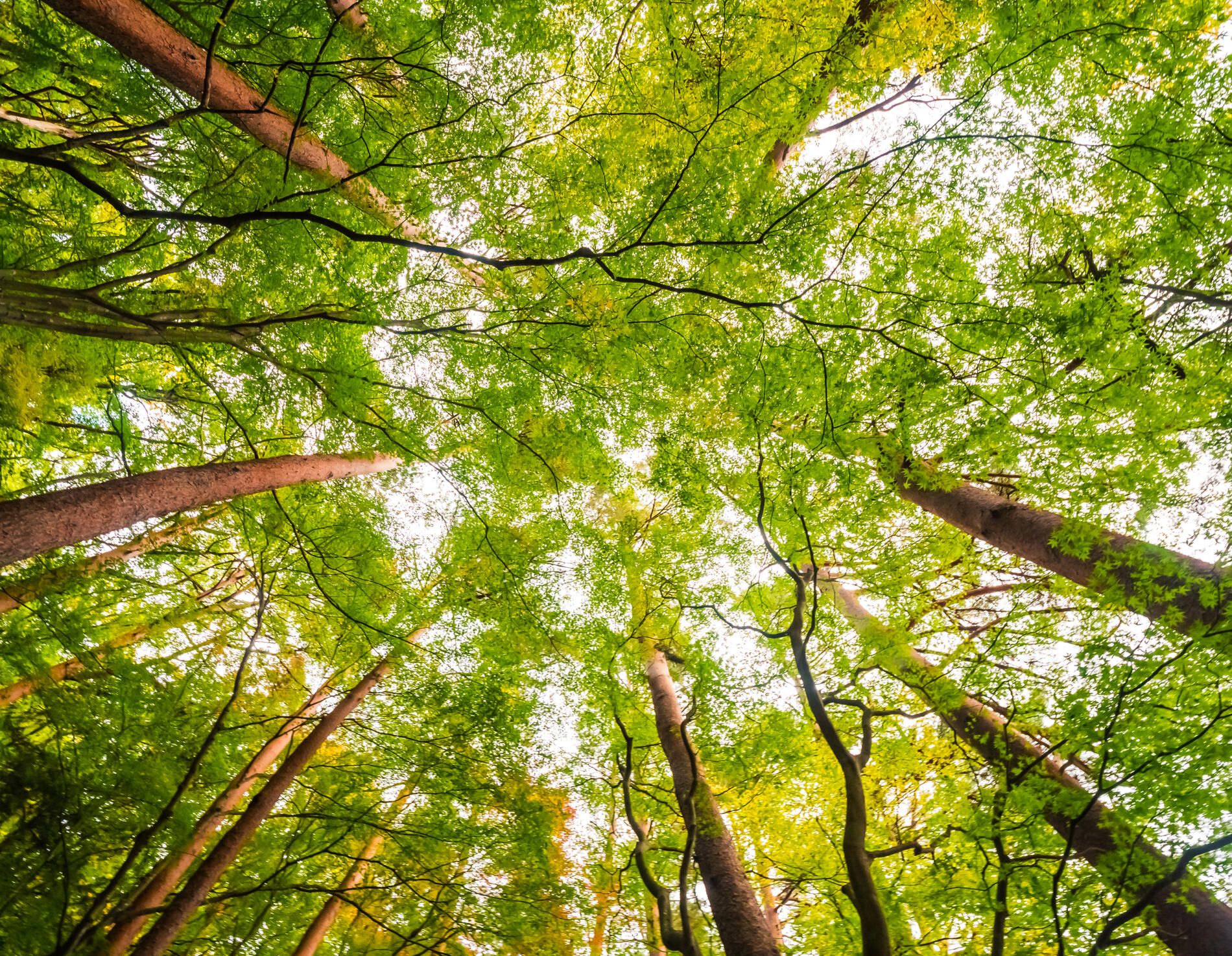 Forest view
