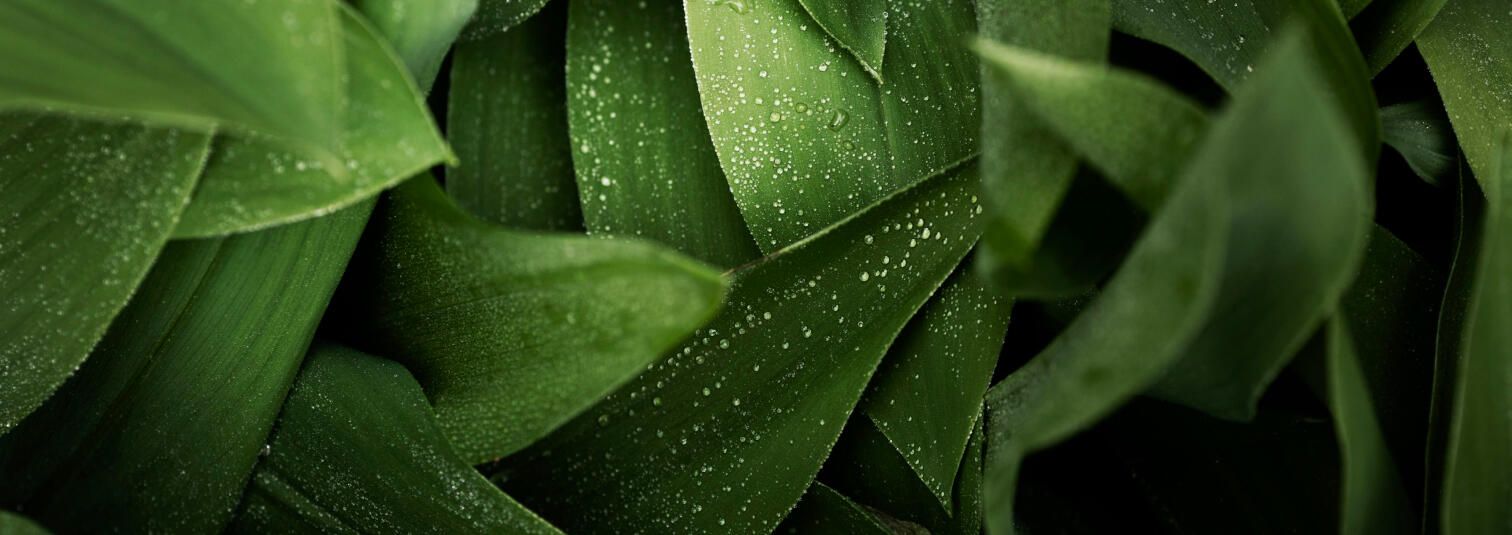 Close up of green leaves