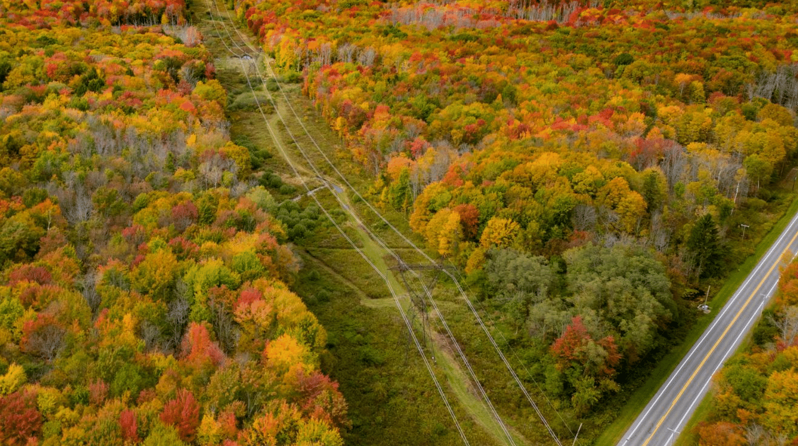 trees with a road